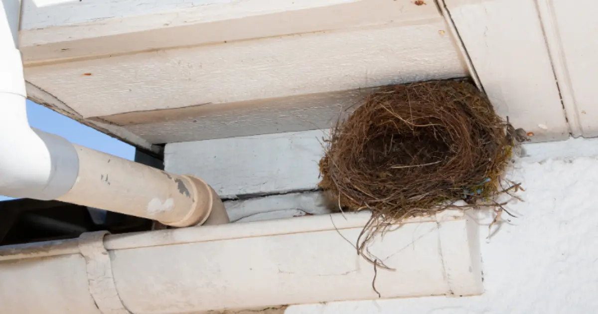 A How To Guide on Keeping Birds Out of Your Gutters
