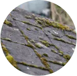 /resist_algae.webp